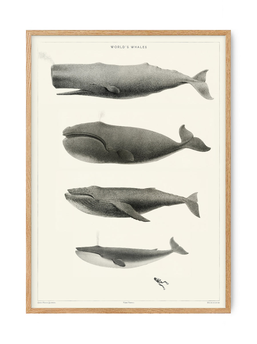World\'s Whales - History History Vintage Museum of Art - Natural Posters studio – PSTR 