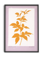 Rubus - PrintedPlant