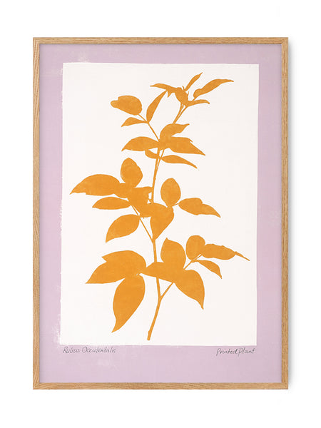 Rubus - PrintedPlant