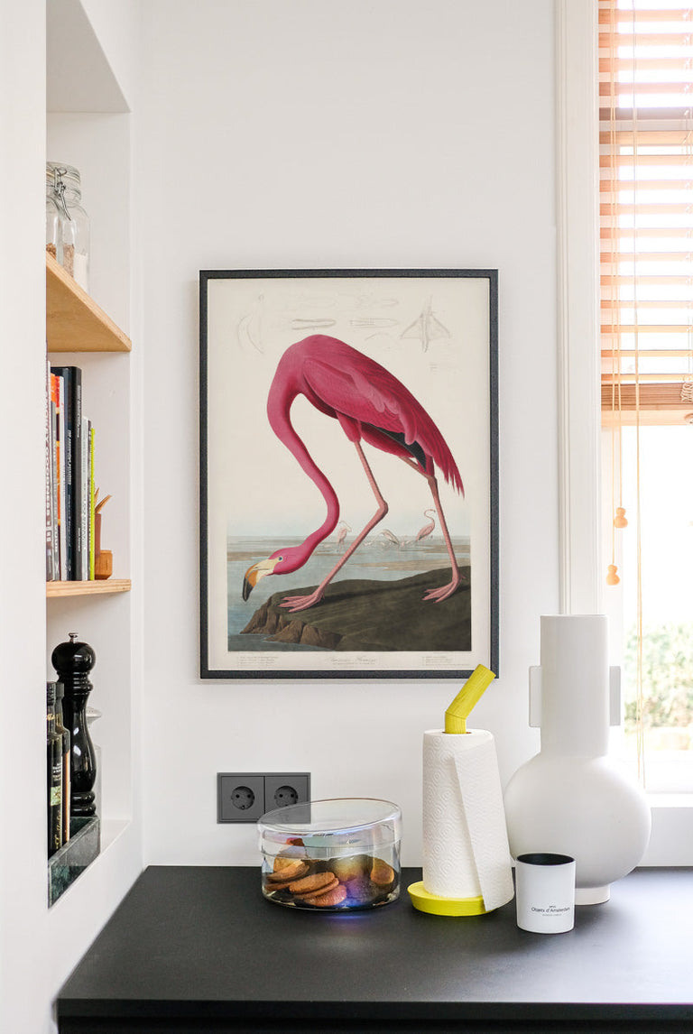 Birds of America - Flamingo