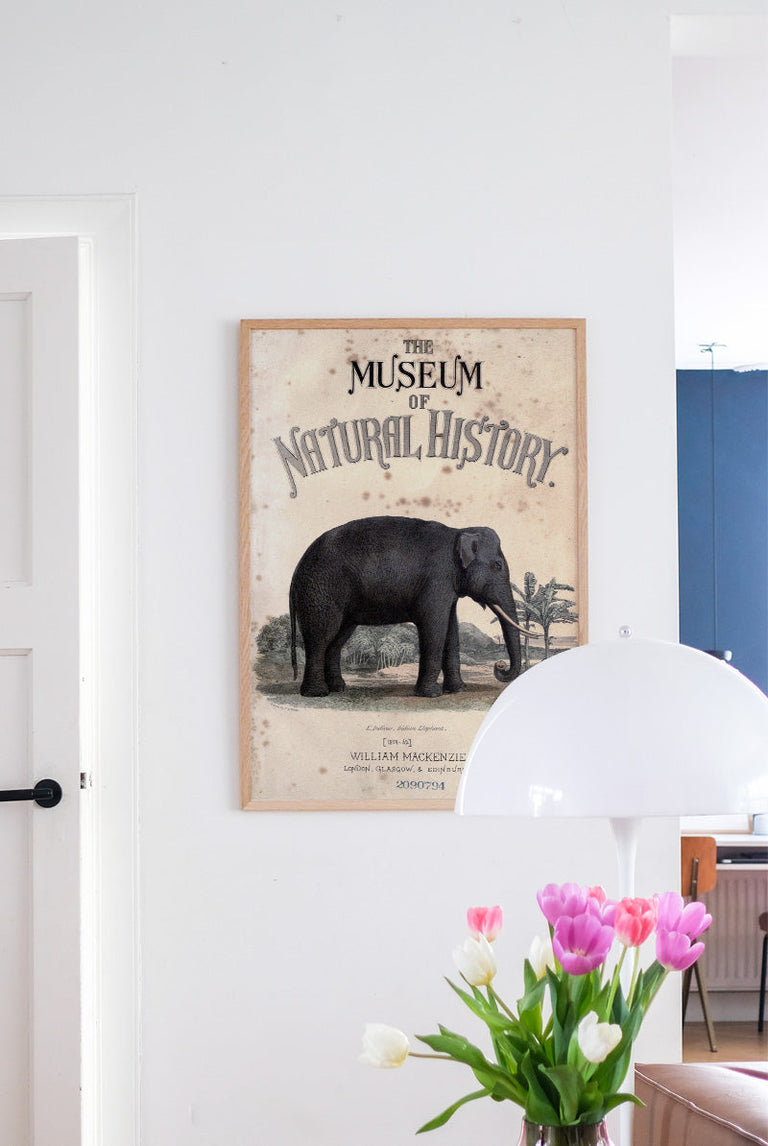 Vintage Elephant - Natural History