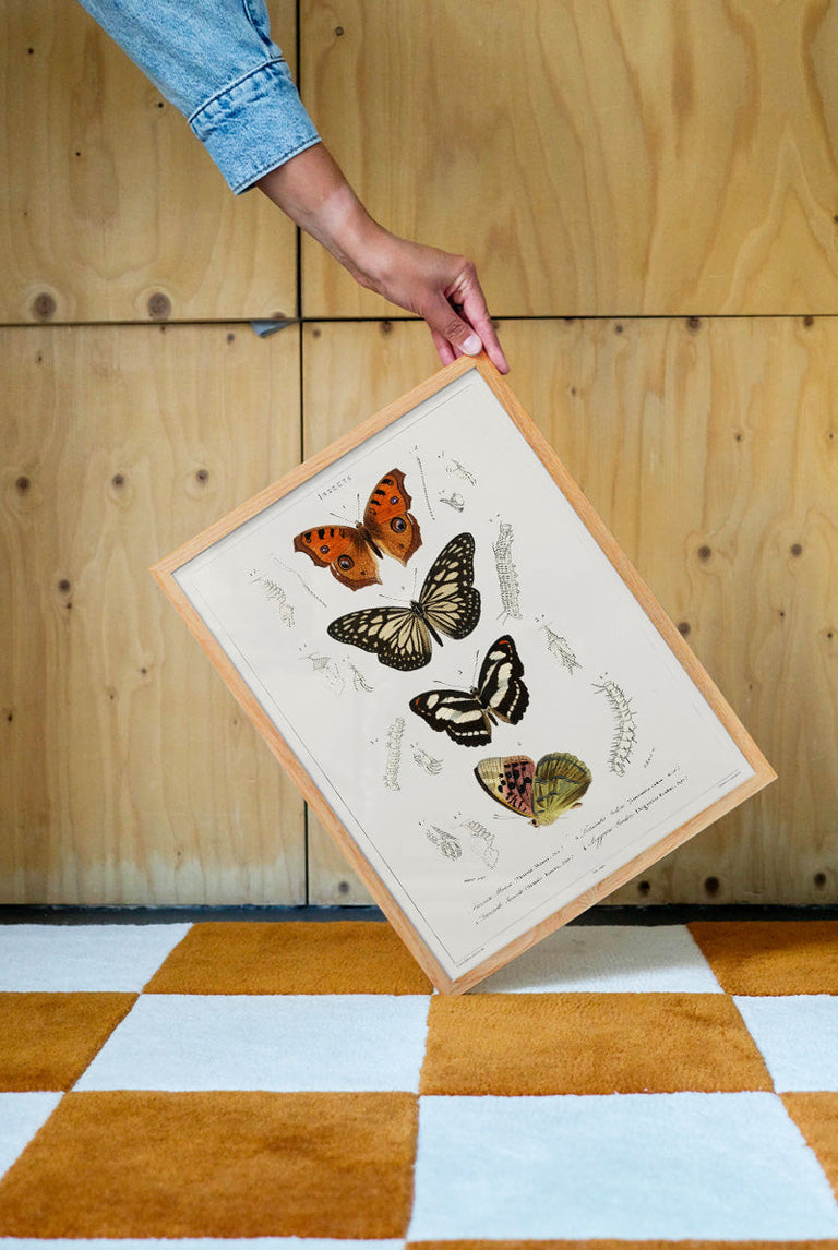 Butterfly - Entomology collection