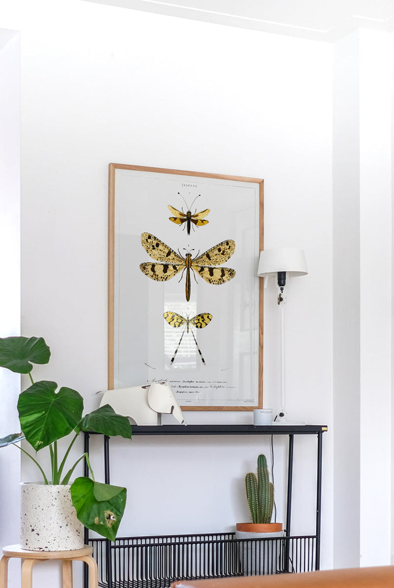 Butterfly - Entomology collection