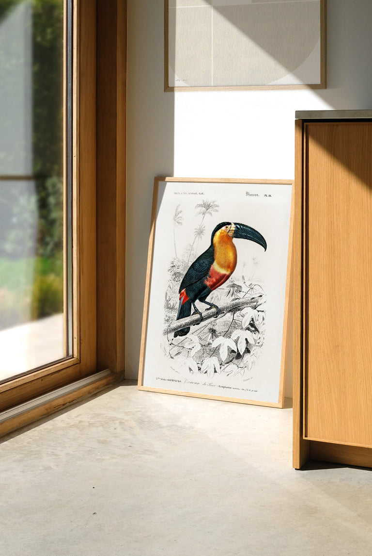 Toucan - vintage