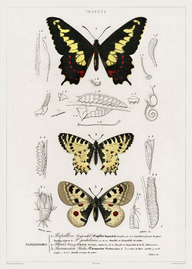 Butterfly - Entomology collection