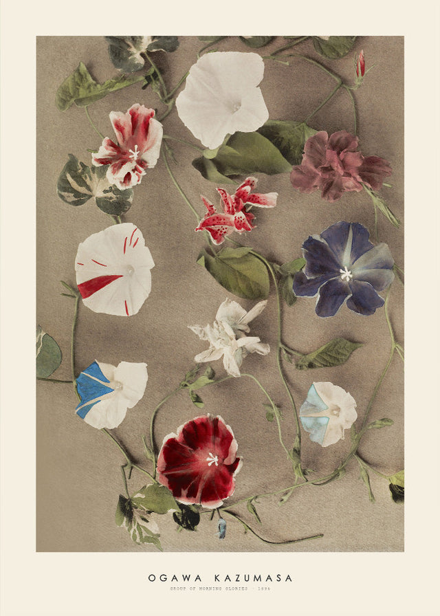 Ogawa Kazumasa - Group of morning glories