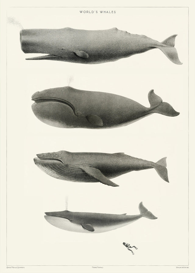 World's Whales