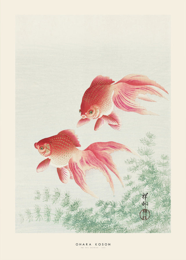 Ohara Koson - Two veil goldfish