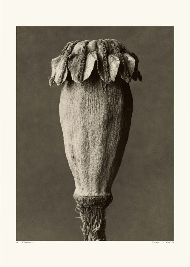 Karl Blossfeldt - Papaver orientalis