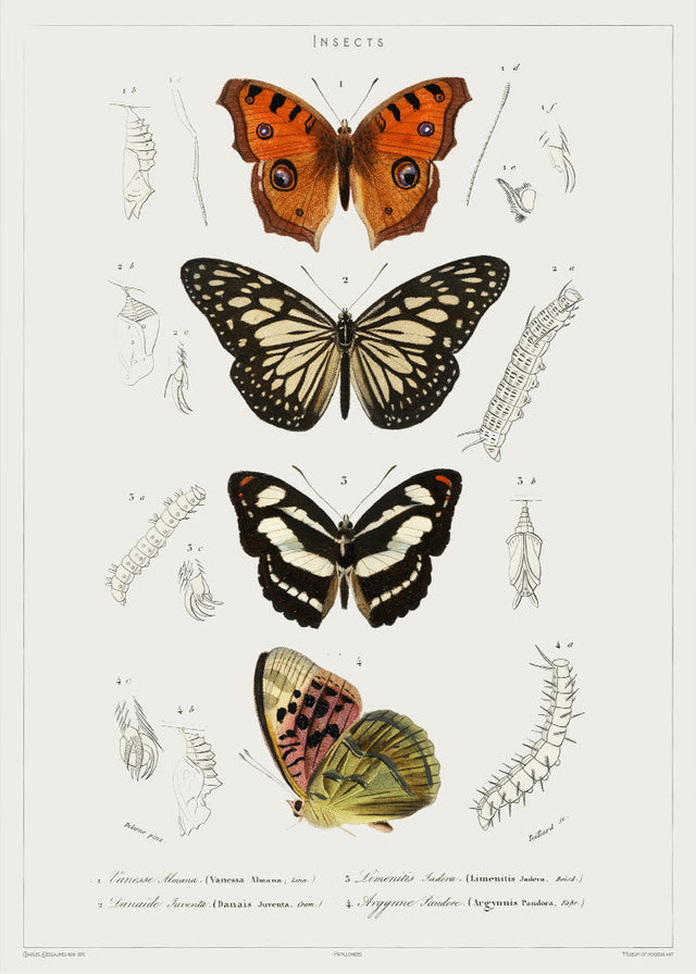 Butterfly - Entomology collection