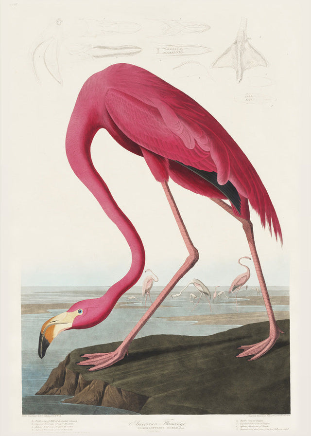 Birds of America - Flamingo