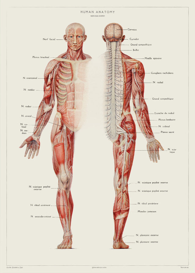 Human Anatomy - Nervous system