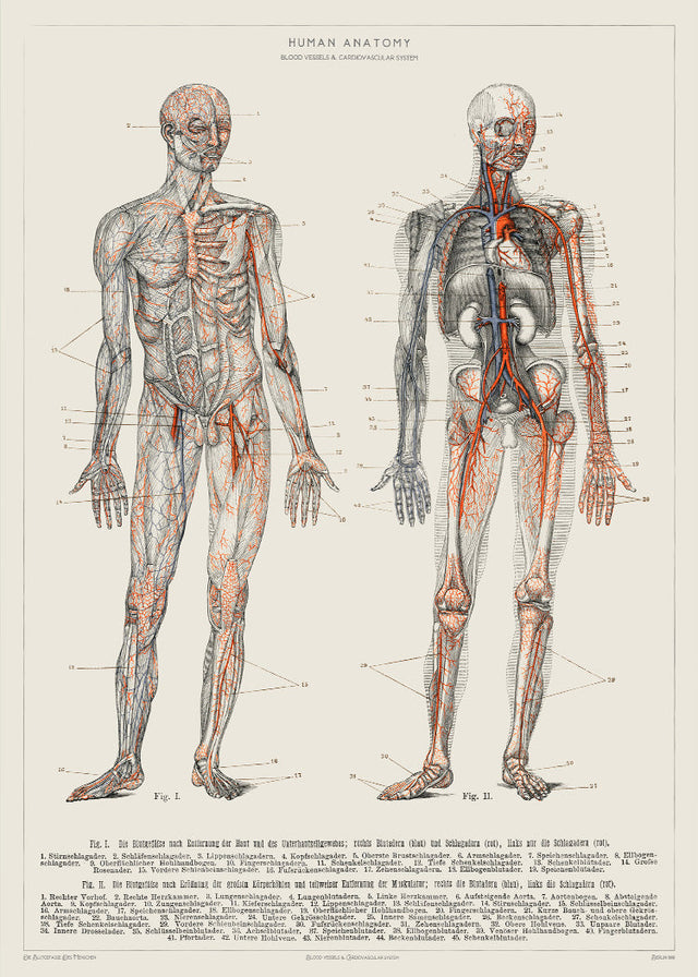 Human Anatomy - Blood vessels