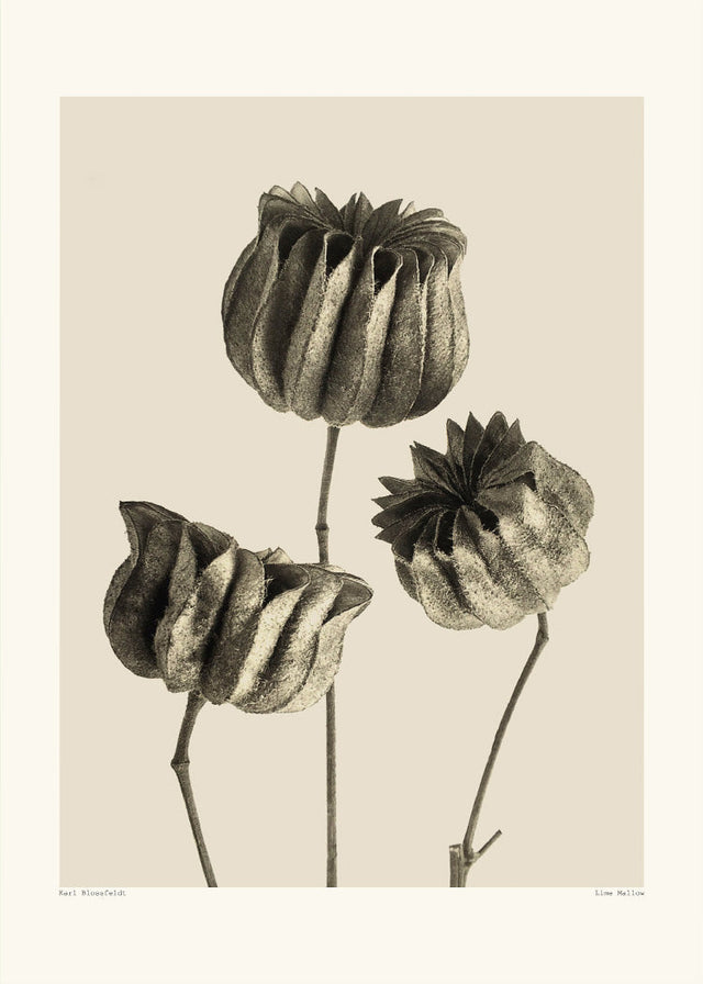 Karl Blossfeldt - Lime Mallow