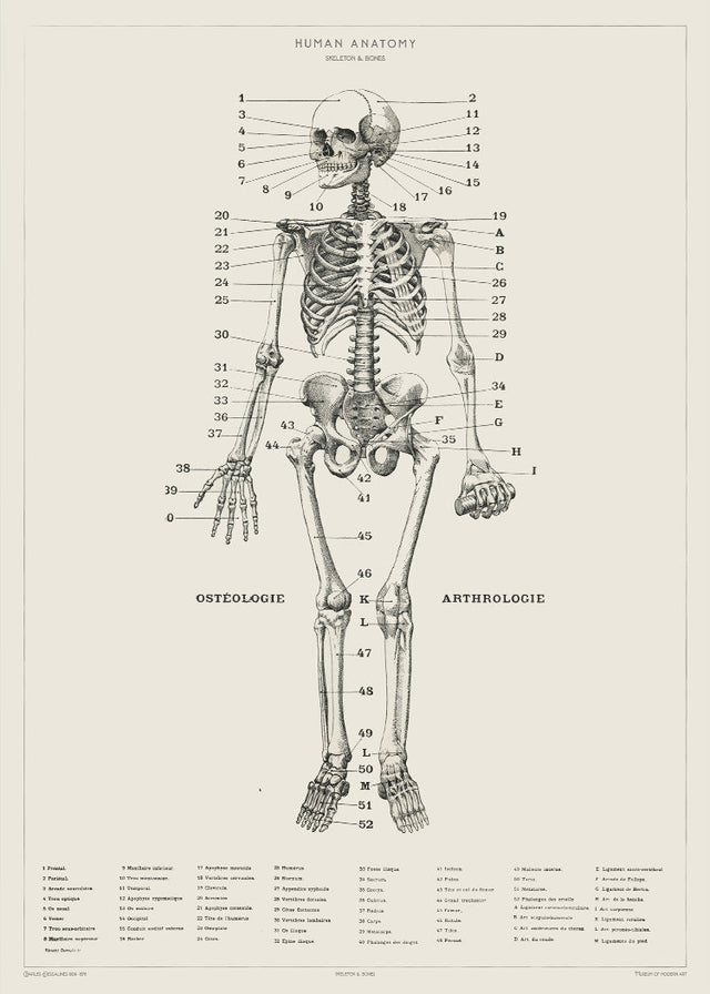 Human Anatomy - Skeleton