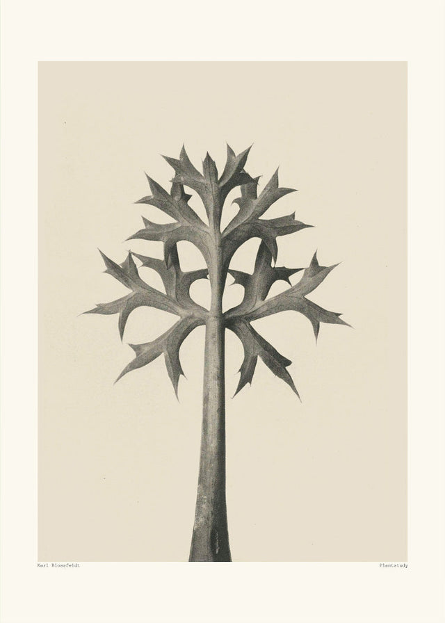 Karl Blossfeldt - Planstudy