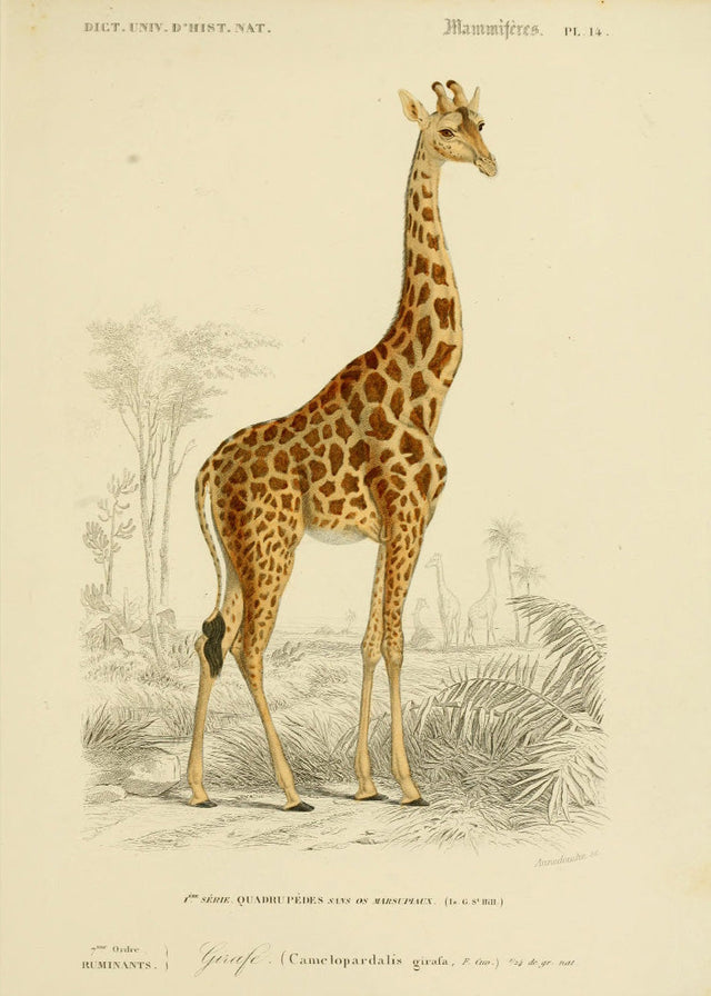 Giraffe - National Museum