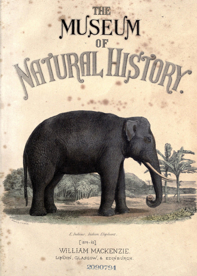 Vintage Elephant - Natural History