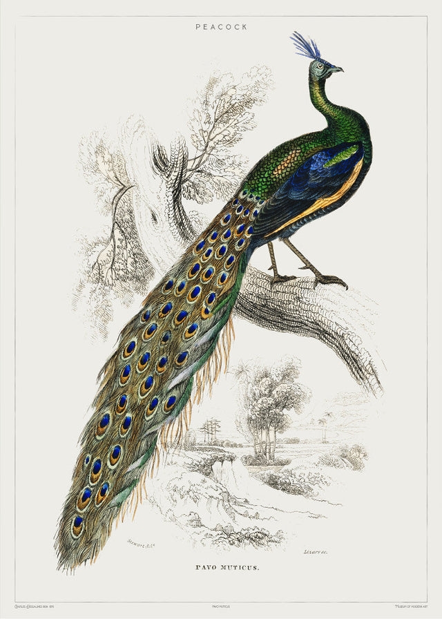 Peacock - Vintage Museum