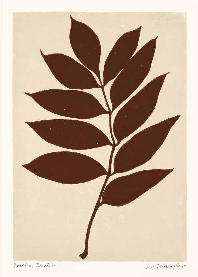 PrintedPlant - Fraxinus Excelsior