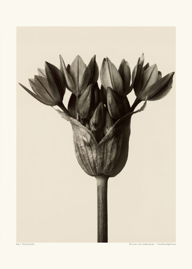 Karl Blossfeldt - Knoblauchpflanz