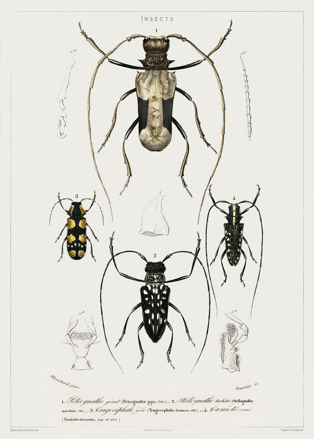 Insects - Entomology collection