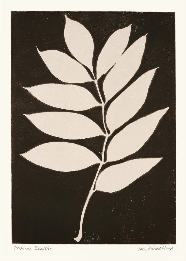 PrintedPlant - Fraxinus Excelsior II