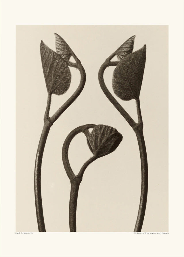 Karl Blossfeldt - Aristolochia