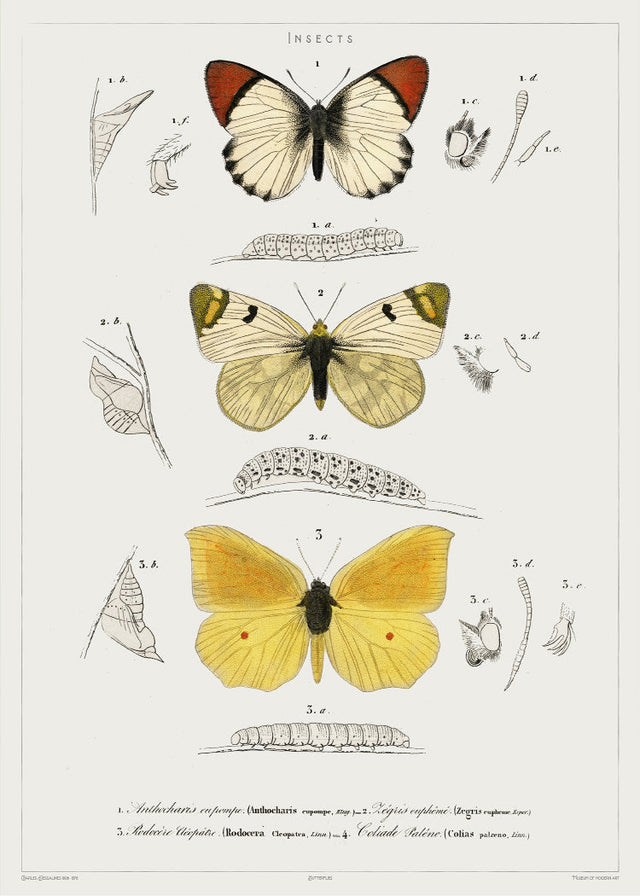 Butterfly - Entomology collection