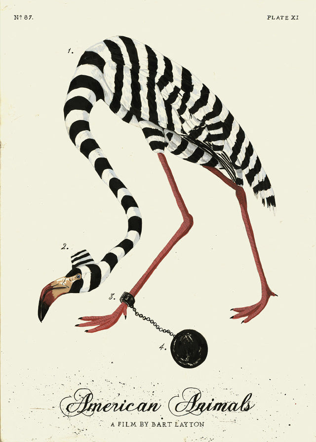 Flamingo Prisoner