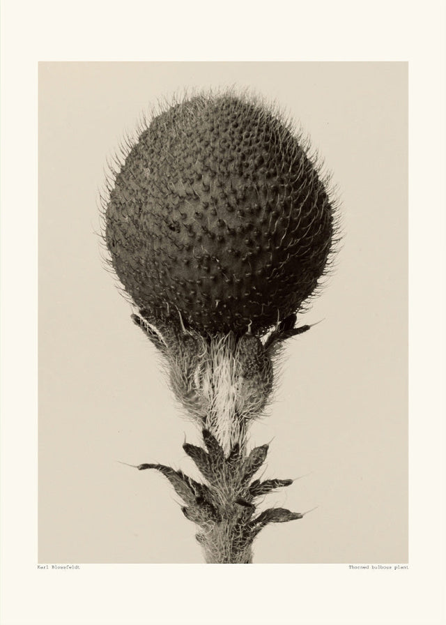 Karl Blossfeldt - Thorned Bulbous