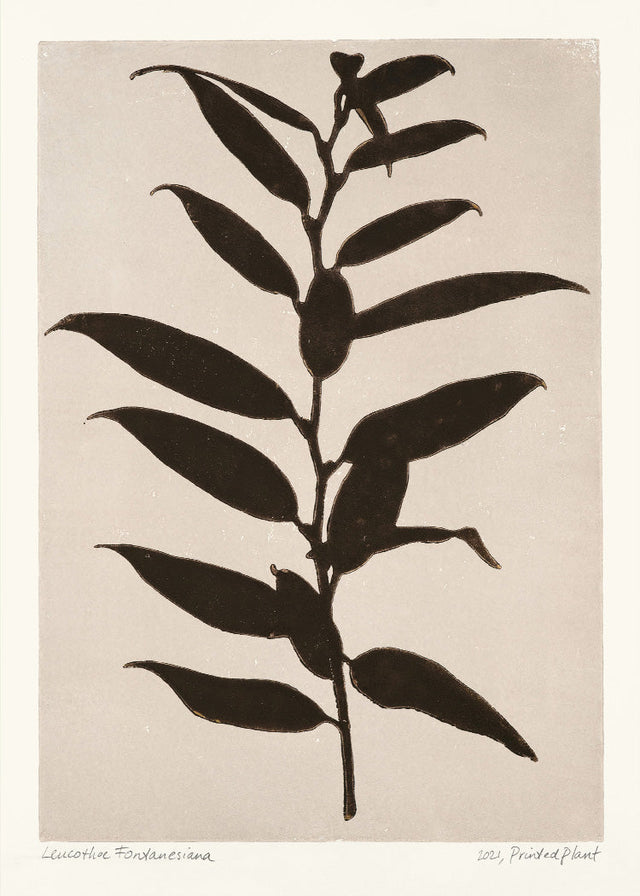 PrintedPlant - Leucothoe Fontanesiana