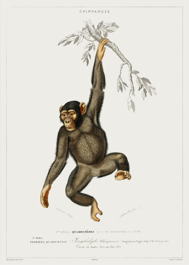 Primate - Vintage Museum