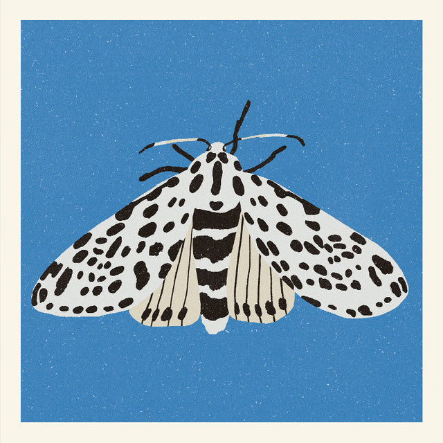 Enikő Eged - Tiger Moth | Art print Poster