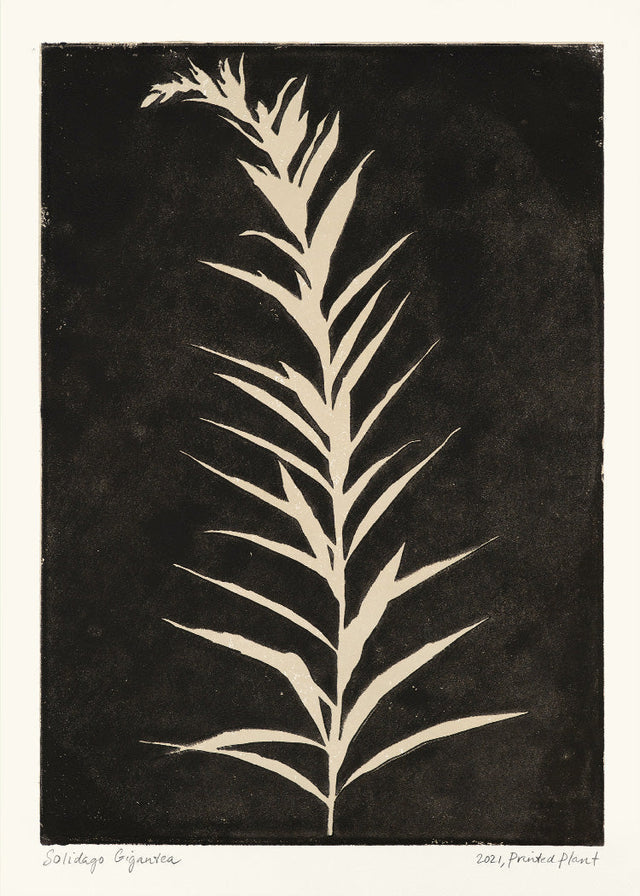 PrintedPlant - Solidago Gigantea II