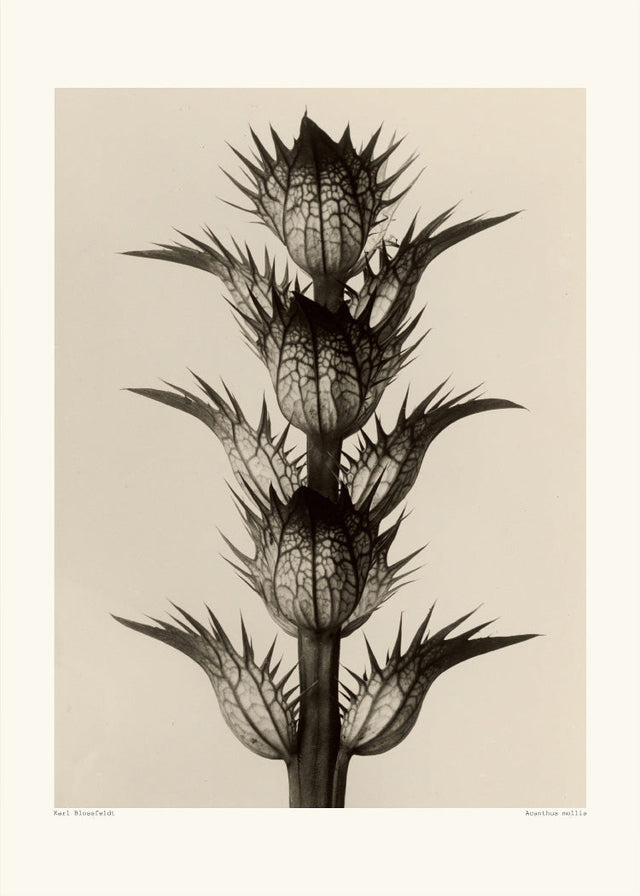 Karl Blossfeldt - Acanthus Mollis