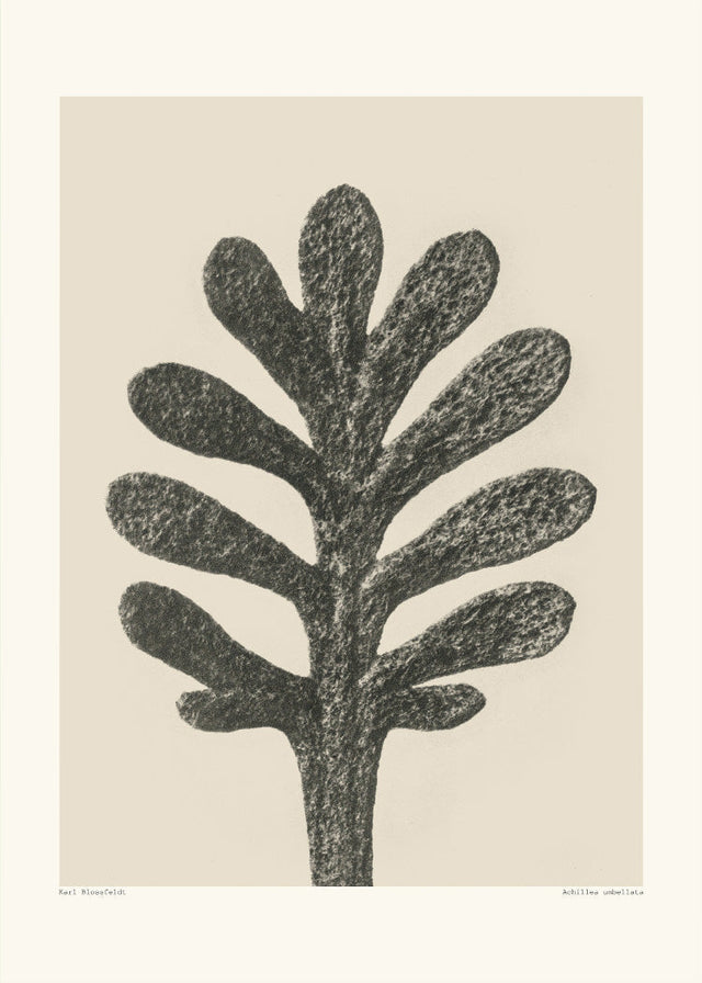 Karl Blossfeldt - Archillea umbellata