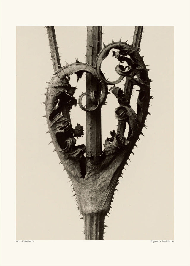 Karl Blossfeldt - Dipsacus laciniatus