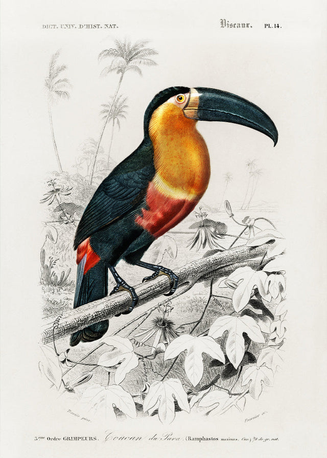 Toucan - vintage