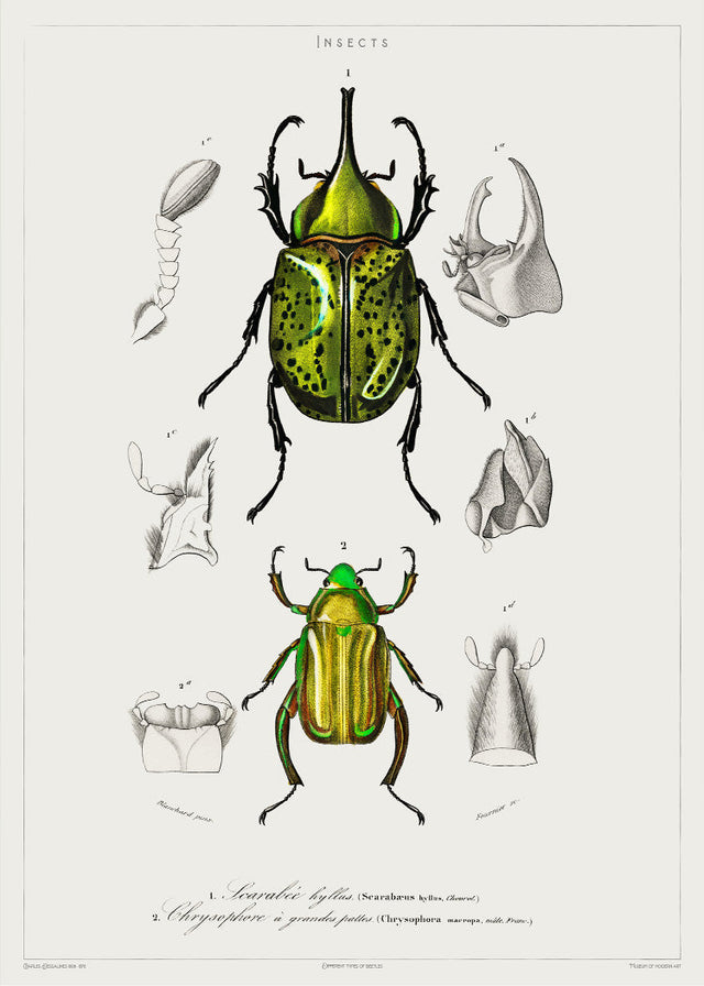 Insects - Entomology collection