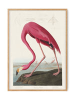 Birds of America - Flamingo | Art print Poster